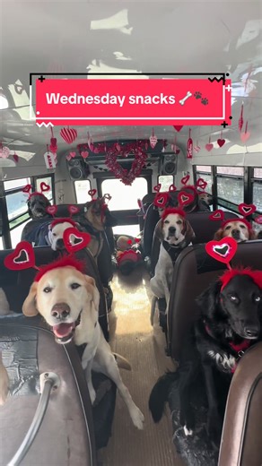 Wednesday Dog Snacks for Valentine's Day