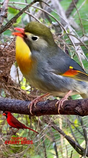Pekin Robin Singing – A Tiny Bird with a Big Voice Listen to the vibrant song of the Pekin Robin (Leiothrix lutea) – a softbill known for its flute-like voice and bright colors. 🔸 Native to forests in the Himalayas & Southeast Asia 🔸 Lifespan: 8–12 years in captivity 🔸 Breeds April–August | 2–4 eggs | 12–14 days incubation 🔸 Diet: Insects, fruit, softbill mix 🔸 Very social, males sing loudly to mark territory 🔸 One of the world’s most popular singing birds 🌿 Fun fact: They’ve been introdu