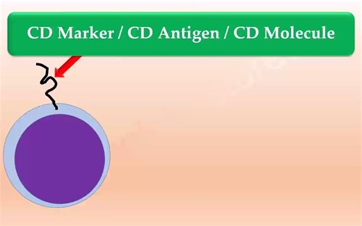 免疫学---分化集群 Cluster of differentiation