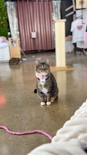 Crumbs & Whiskers | Sweet Daisy once wandered the streets of Sun Valley, hoping that someone would notice her and take her inside. She was TNR’ed—Trapped,... | Instagram