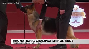 AKC National Championship on ABC 6