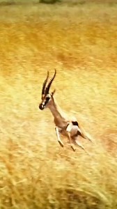 The cheetah is the fastest land animal in the world. He can run at a speed of 120 kilometers per hour. It is a privilege to have this wonderful animal in the wild.😀 #animals #nature #animal #wildlife #love #pets #cute #pet #photography #dog #naturephotography #dogs #wildlifephotography #animallovers #cats #cat #petsofinstagram #animalsofinstagram #instagram #dogsofinstagram #photooftheday #art #birds #animalphotography #instagood #catsofinstagram #petstagram #puppy #zoo #bird | Geeworld