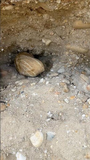 “You Won’t Believe What’s Inside This Green Rock