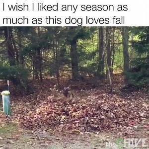 281K views · 4.3K reactions | I can't beleaf how cute this is  | theCHIVE | Facebook