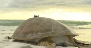 Loggerhead Marinelife Center in Juno Beach receives national attention
