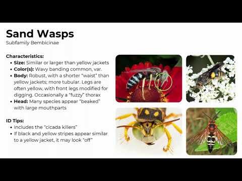Neighborhood Nature Lab: Identifying Wasps
