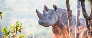 Zambia: North Luangwa Conservation Programme | Save the Rhino