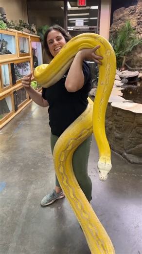 The Reptile Zoo on Instagram: "HOW TO MOVE YOUR GIANT PYTHON 🐍 101. Definitely make sure she’s balanced and comfortable! Remember, practice makes perfect 👌"