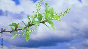 The process of bud opening and tree growth in spring