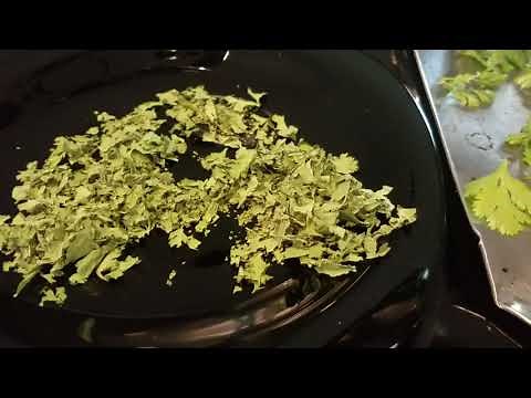Drying Cilantro to use in Fall and Winter