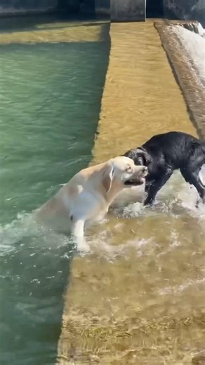 දිය බල්ලොත් පරාදයි මේවටනම් 😂😮😮 #labrador #dogbath #dogswimming #amazing #funny #dogshorts