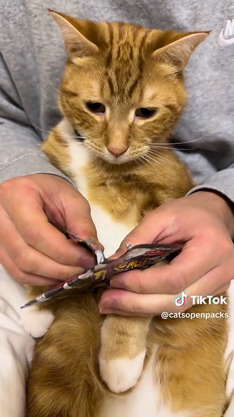 Celebrate Day 200 with Pokémon Pack Opening Part 1