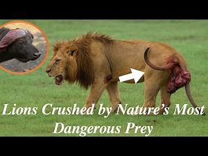 Lion vs Buffalo: Brutal Defeat of the Kings of the Jungle 🦁⚔️🐃🔥