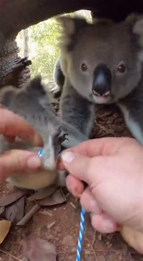 Hands Prying Synthetic Line in a Tight Forest Den