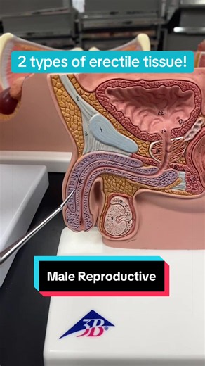 2 types of erectile tissue explained in 60seconds! #anatomy #malereproductivesystem #doctor #nurse #anatomylab