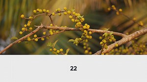 How to Grow Your Own Almond Tree from Seeds