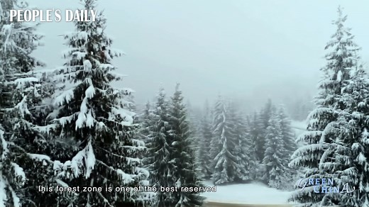 The primeval forest in Greater Khingan Range in northeast China is the largest well-preserved forest zone in the nation. With increasing awareness on environmental protection, many former loggers have become forest rangers. #GreenChina Discover Inner Mongolia | VideoChina