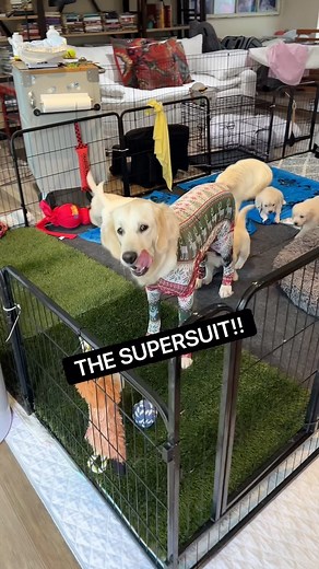 I know this supersuit is so last season, but it was too cute to let it sit unused. 🤣 More importantly, it gives Poppins the flexibility of choice and cuteness aside, that’s what matters. 🐾 I’m always fascinated that from the first moments, a mama seems to say “thank you” with her behavior. Yesterday was Poppins’ first day with the suit and she immediately went into the puppy area for a couple of hours. She played with them and slept with them (whereas prior to that she was doing a lot of drive