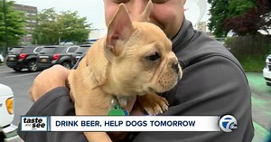 Meet adoptable rescue dogs at 'Chugs for Pugs' in Buffalo