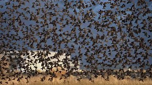 Flock of blackbirds flying in slow motion moving together