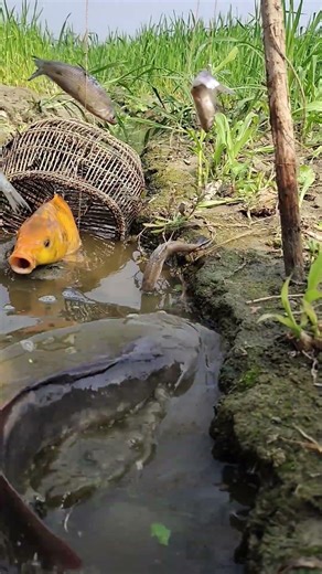 catfish in dream #fish #shorts