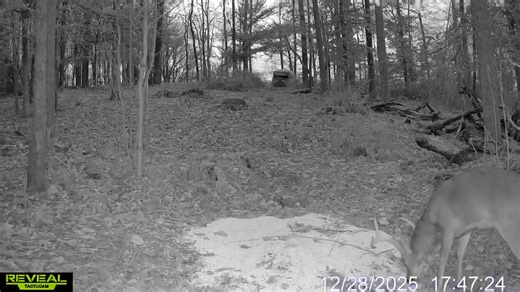 I cannot believe that my Buck showed up tonight; I've literally canceled appointments for the next two days with the front coming in with major drops in temperature @, and this dude shows up in 68° weather 😳🤯🤯🤯🤯🤯 on the positive note him showing up at daylight with that blind there will definitely make him feel safe or at least he’ll think it’s a safe location. | Steve Purvis