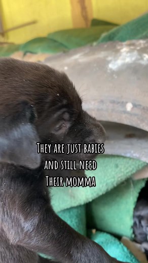 Abandoned Puppies Rescued with Love and Care