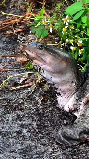What up?: Soft shell turtle checking out the trail #florida #wildlife #nature #turtle