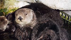 40K views · 1.3K reactions | We can’t wait for you all to meet Ruby!...