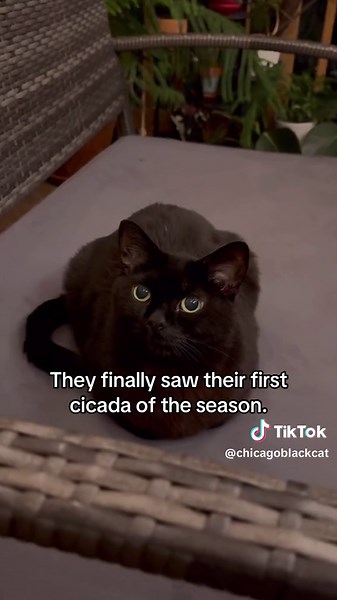 Cat Playing with Cicada - Curious Cats and Big Bugs