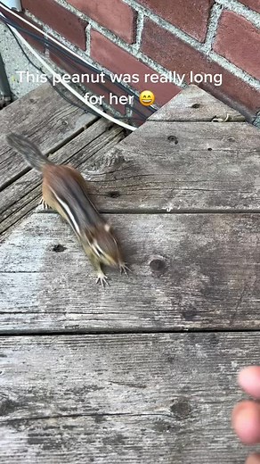 #squirrelsoftiktok ##chipmunksoftiktok #long | chipmunks