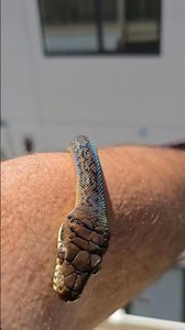 Douglas is an amethystine python, or a "scrub python", but he's basically a gemstone snake.