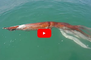 Surfers Encounter Giant Squid, Which Latches Onto Their Boards