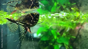 Beautiful butterfly fish swimming in aquarium. Freshwater butterfly fish. Pantodon buchholzi