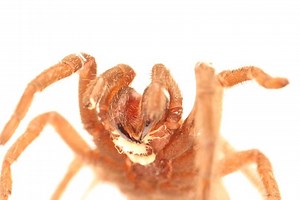 Parasitic worm forces tarantulas to tiptoe, then starves them to death