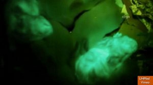 Scientists Create Glow-in-the-Dark Rabbits
