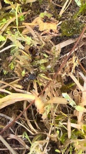 Caddisfly Larvae in the Pond