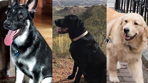 Meet the dogs of 2020 candidates
