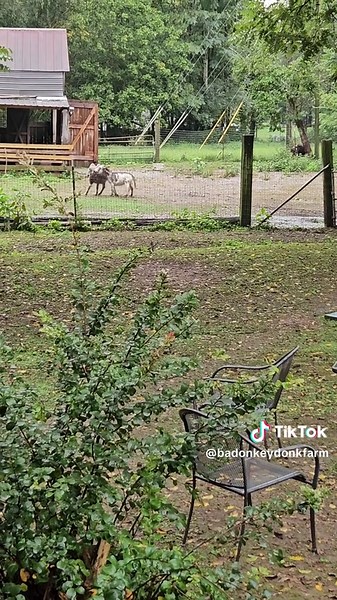 My minidonkeys play fighting. This time Willows got a hold of Dannyboy! #donkey #fight #play #funny