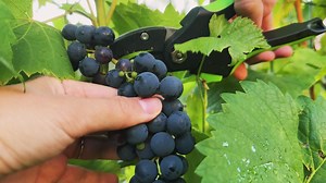 Move over wine—there’s a new crop in Oregon’s Willamette Valley. Local farmers are planting olives, and their oil is already winning awards on the world stage. Could olives be the future of Oregon agriculture? Today on Good Day Oregon | FOX 12 Oregon