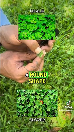 Oxalis or clover? 🍀🧐 #LawnTips #LawnWeeds #Oxalis #StAugustine #Bermuda #Zoysia #NorthTexas
