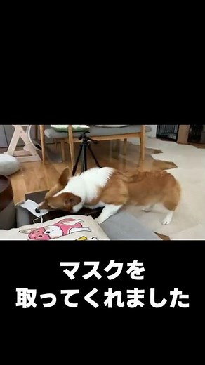 お散歩行くよでマスクをぶん投げるコーギー 🐶「ほらよっ」