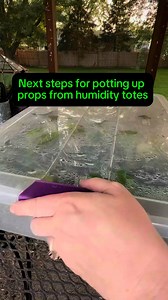 156K views · 1.2K reactions | I love rooting my scindapsus in moss and prop box. Once the roots are several inches long with secondary roots, I will take it out of the prop box. I let the plant acclimate to ambient humidity for a couple of weeks before removing the moss to pot up. I pot up all my scindapsus in a super chunky aroid mix. #PROPBOX #scindapsus #mosspropagation | Pothosiblyaboutplants | Facebook
