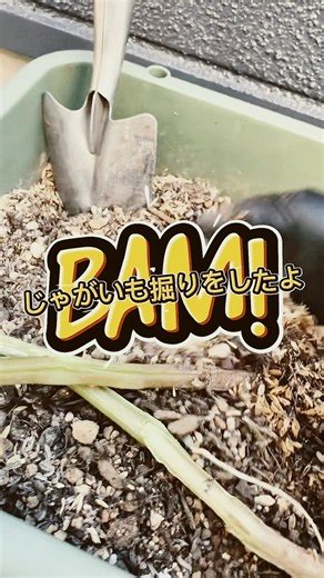 【プランター栽培】新じゃがいも掘り