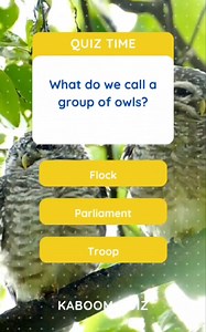 Collective nouns quiz #english #englishquiz #quiz #quiztime #englishteacher #popquiz #trivia #easyenglish #learnenglish #englishlearning #educational | Kaboom Quiz