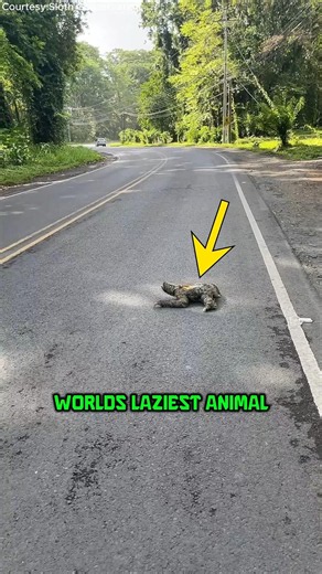This is the worlds slowest animal #youtubeshorts #facts