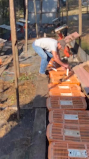 Wildkats Game Birds on Reels