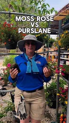 One of the most common questions we get asked: What's the difference between Moss Rose and Purslane? 🌸🌿 While they may look similar, they’re totally different in how they grow, bloom, and thrive in the Texas heat! ☀️ Both deserve a spot in your summer garden! 🏡 Find these at both locations 📍 | Rainbow Gardens