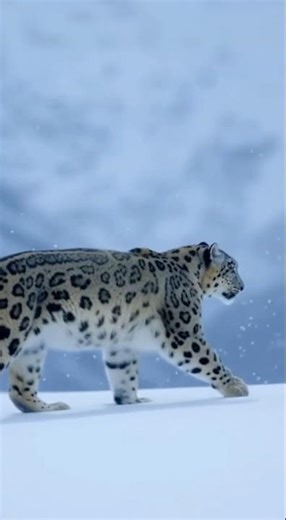 Snow Leopard ASMR (Deep Snow Crunch)