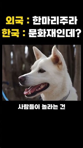 외국인들이 진돗개를 데려가려다 줄줄이 막히는 이유